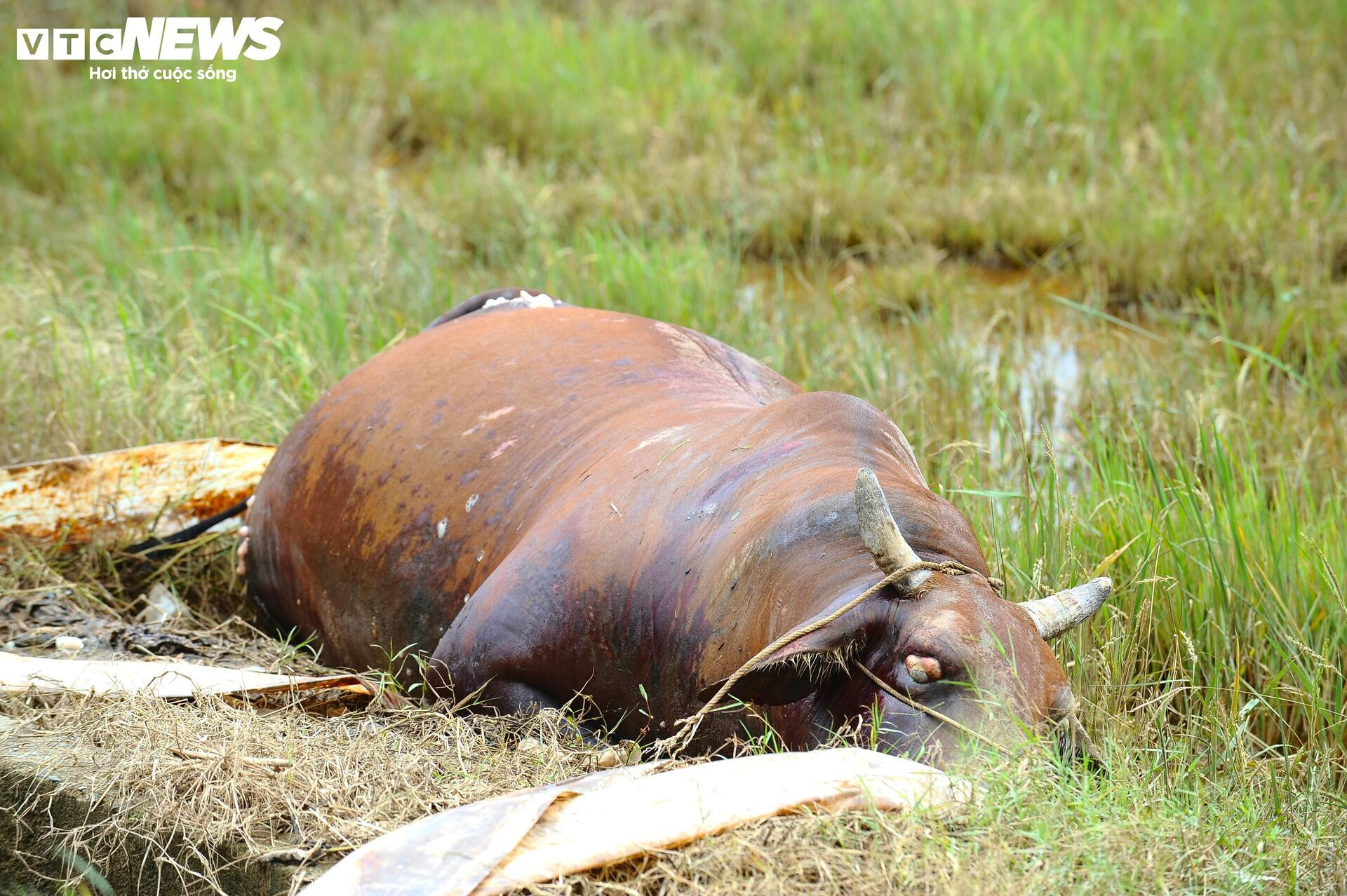 Những hình ảnh nhói lòng nơi rốn lũ Hòa Thịnh- Ảnh 17.