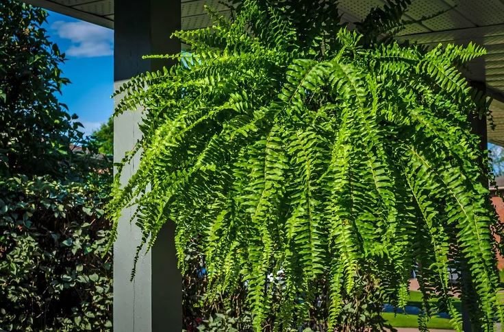 Nhiều người đặt 8 loại cây này trong phòng ngủ — và đó là sai lầm lớn- Ảnh 2. Nhiều người đặt 8 loại cây này trong phòng ngủ — và đó là sai lầm lớn- Ảnh 2.