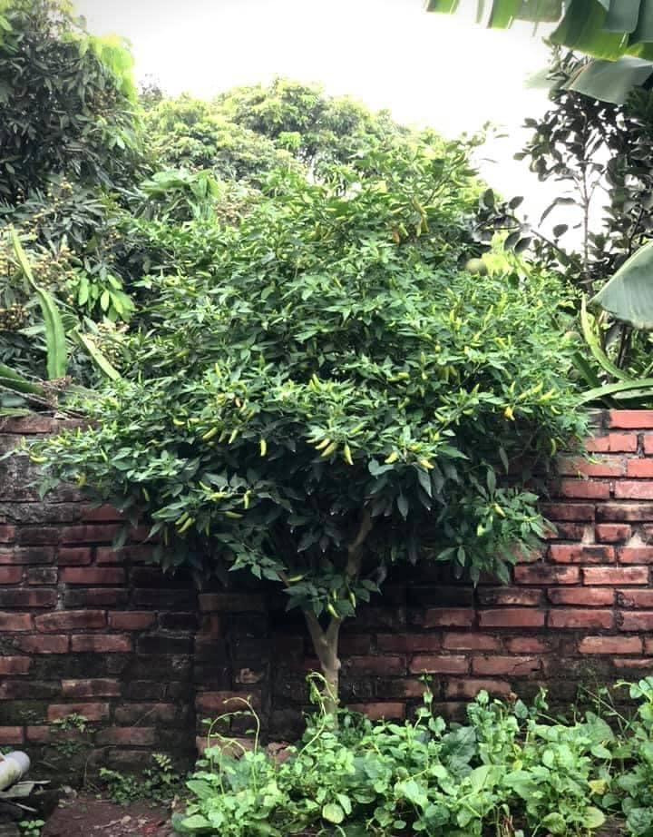 C&acirc;y ớt &ldquo;cổ thụ&rdquo; khiến 3 triệu người t&ograve; m&ograve;, nguồn gốc c&ograve;n lạ hơn- Ảnh 4.