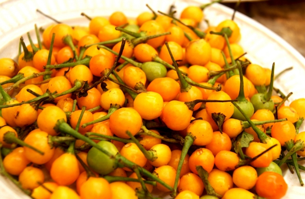 C&acirc;y &ldquo;v&ocirc; danh&rdquo; bất ngờ th&agrave;nh đặc sản gi&aacute; hơn 500 triệu đồng/kg, Việt Nam cũng đ&atilde; trồng th&agrave;nh c&ocirc;ng- Ảnh 1.