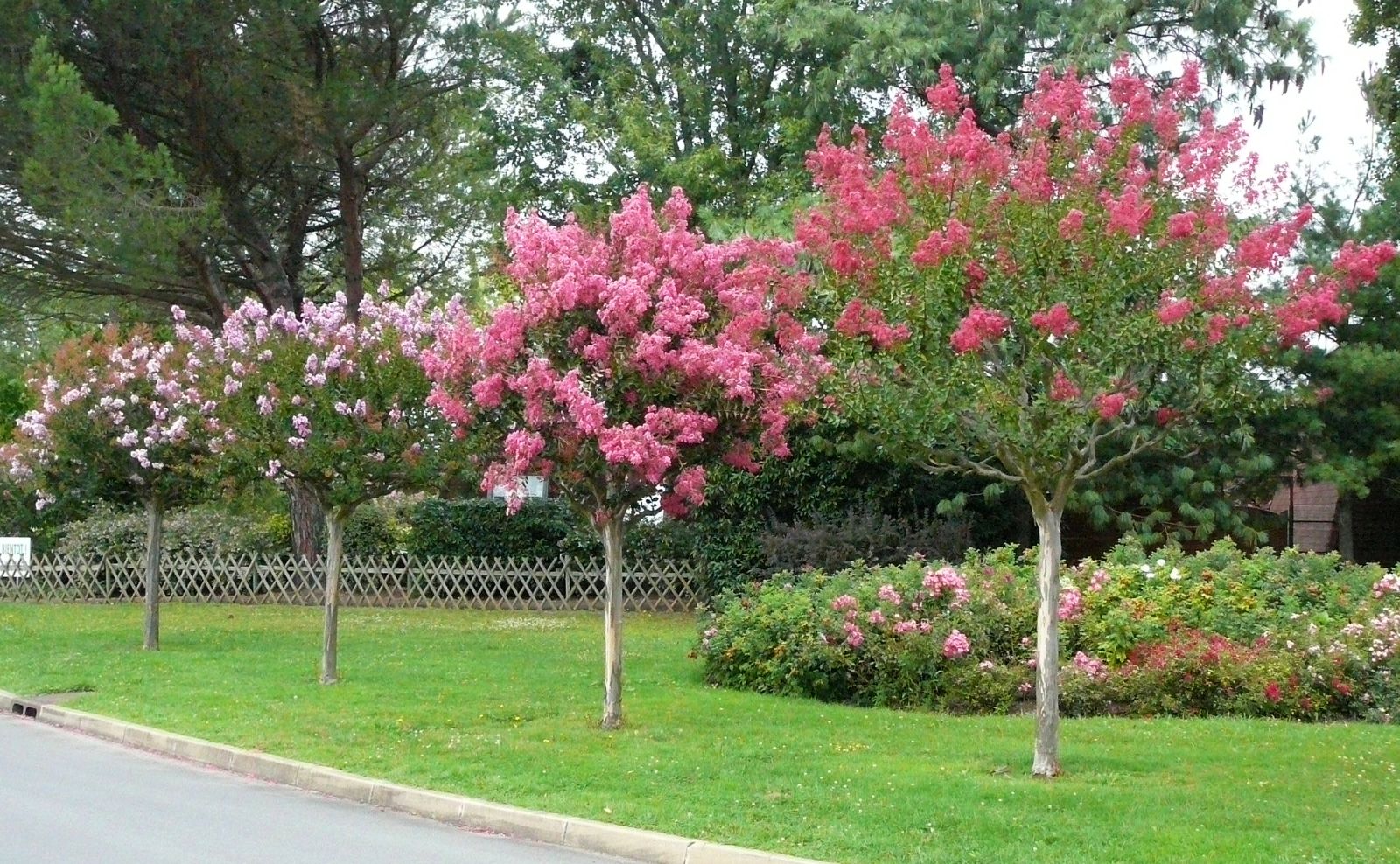 Loại cây mang tới phúc khí, thịnh vượng và bình an: Trồng một cây trong nhà có thuốc quý toàn năng- Ảnh 2.