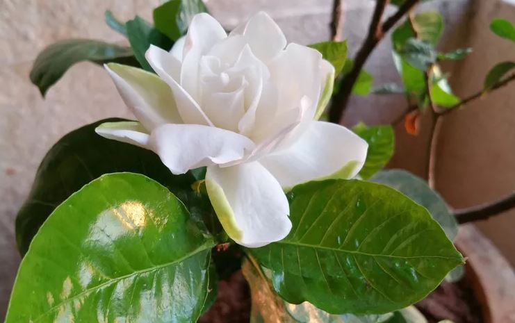 Nhiều người đặt 8 loại cây này trong phòng ngủ — và đó là sai lầm lớn- Ảnh 6. Nhiều người đặt 8 loại cây này trong phòng ngủ — và đó là sai lầm lớn- Ảnh 6.