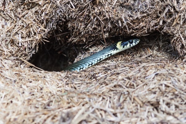 10 dấu hiệu cho thấy rắn có thể đã bò vào nhà hoặc sân vườn, gia chủ cần biết để giữ an toàn- Ảnh 4. 10 dấu hiệu cho thấy rắn có thể đã bò vào nhà hoặc sân vườn, gia chủ cần biết để giữ an toàn- Ảnh 4.