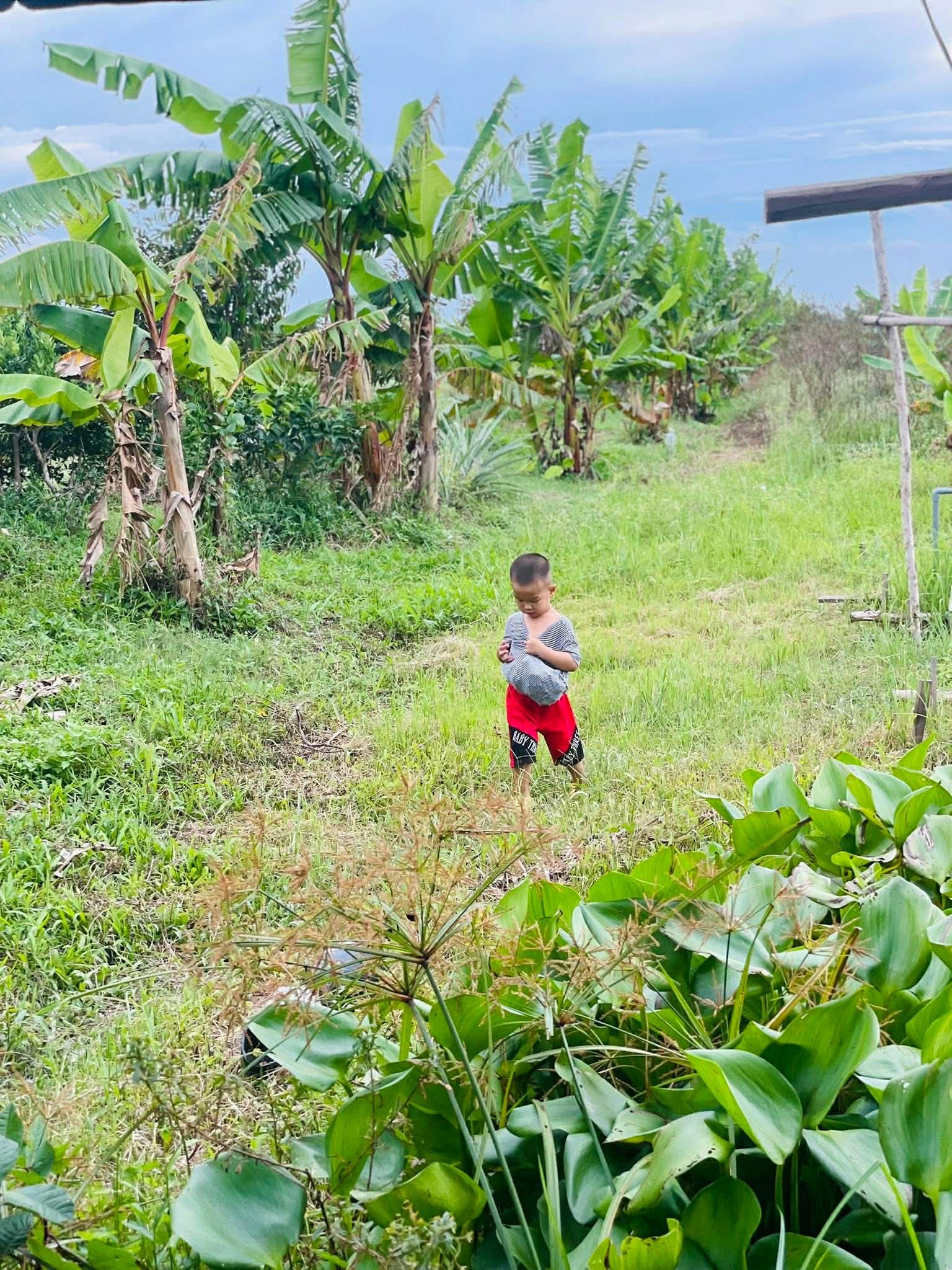Từng sống trong căn ph&ograve;ng trọ chật chội ở th&agrave;nh phố, vợ chồng trẻ quyết định về qu&ecirc; để con c&oacute; tuổi thơ trọn vẹn- Ảnh 7.