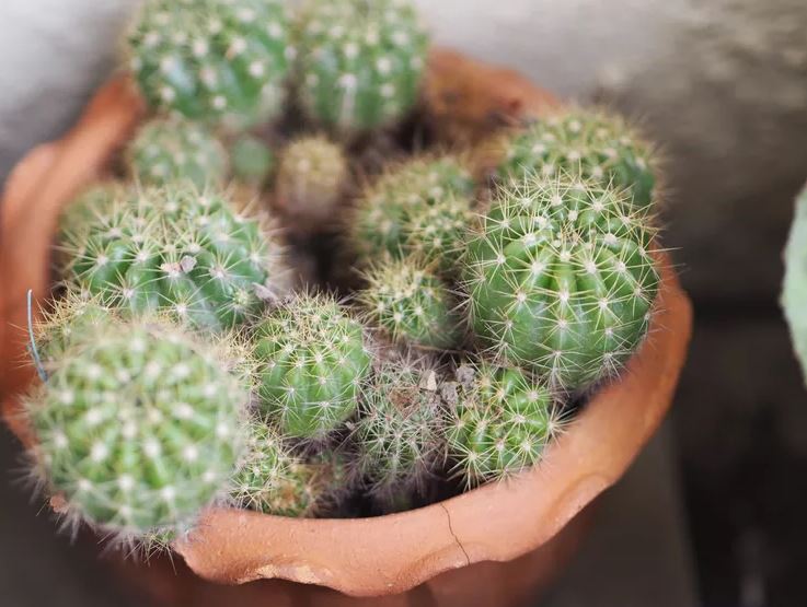 Nhiều người đặt 8 loại cây này trong phòng ngủ — và đó là sai lầm lớn- Ảnh 7. Nhiều người đặt 8 loại cây này trong phòng ngủ — và đó là sai lầm lớn- Ảnh 7.