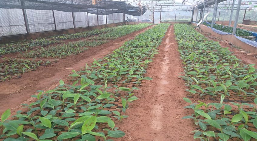 Nông dân đổi đời nhờ loại cây được thương lái săn mua từ lá đến quả: Lãi gần 1 tỷ/năm- Ảnh 1. Nông dân đổi đời nhờ loại cây được thương lái săn mua từ lá đến quả: Lãi gần 1 tỷ/năm- Ảnh 1.