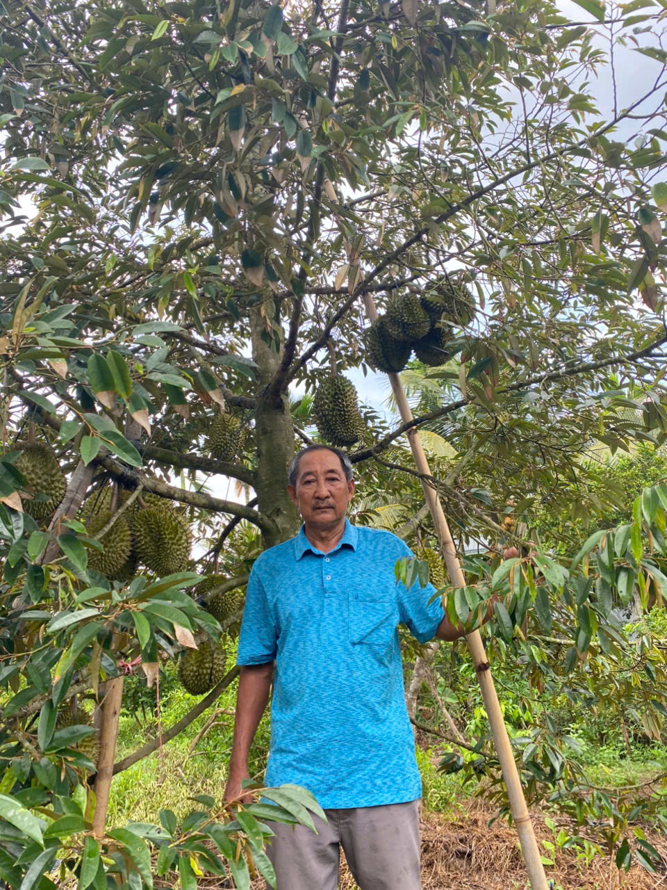 Loại sầu riêng bán 700.000 đồng/kg nhưng vẫn "cháy hàng"- Ảnh 1.