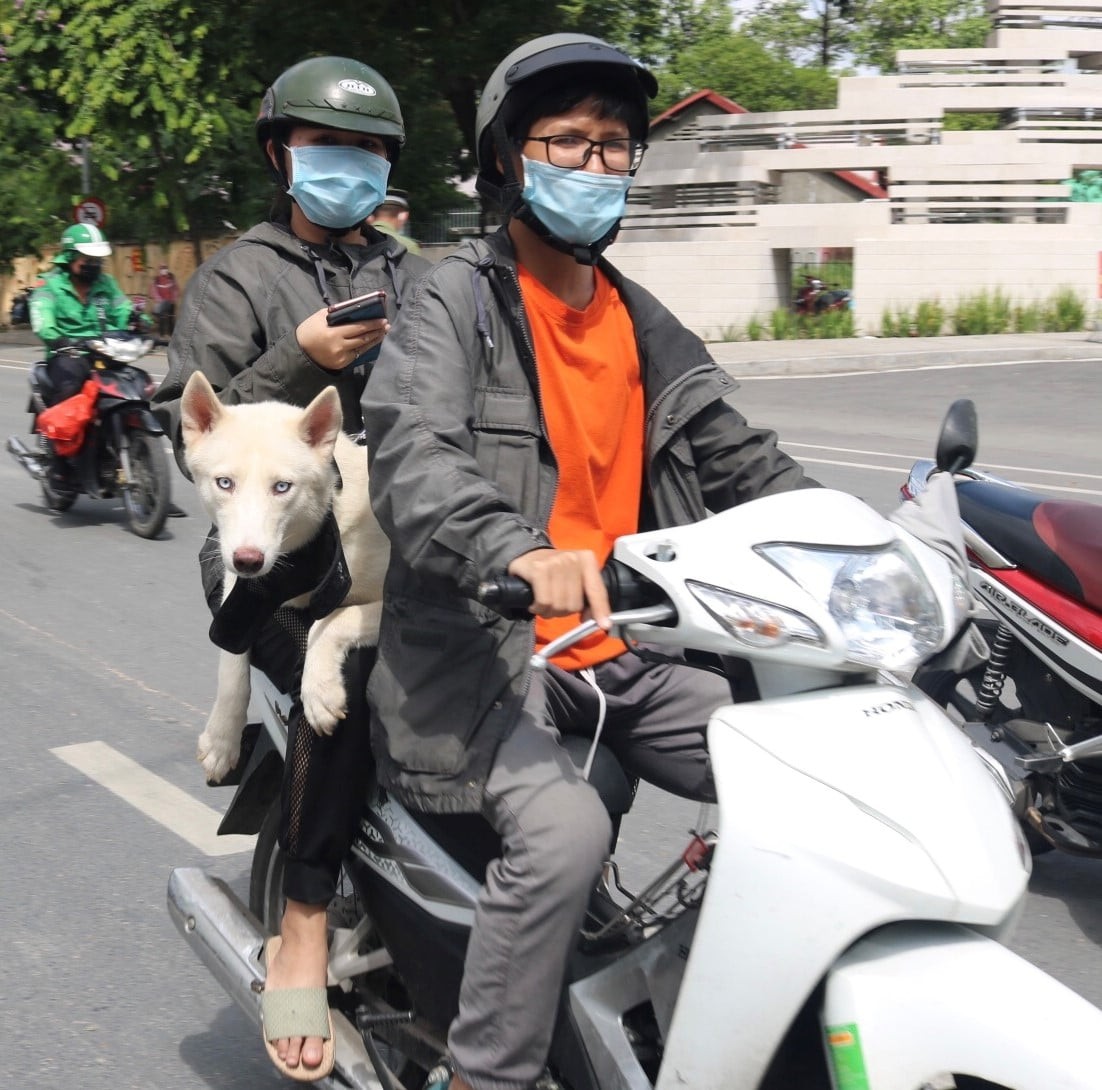 TPHCM: Chủ nuôi chó, mèo phải khai báo với UBND xã, phường, đặc khu- Ảnh 1.