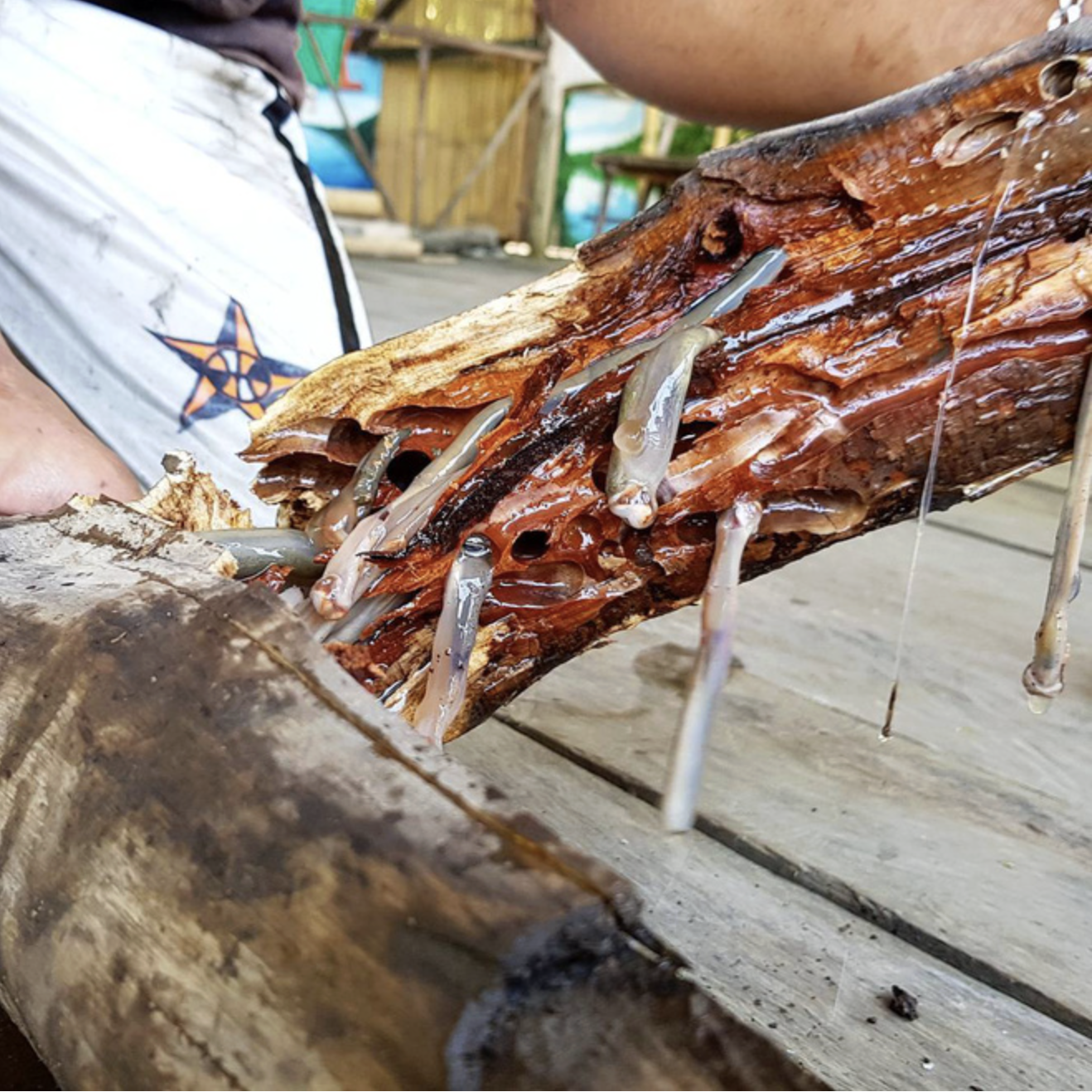 4 món đặc sản châu Á phải ăn tươi sống, Việt Nam cũng "góp mặt" một món- Ảnh 2.