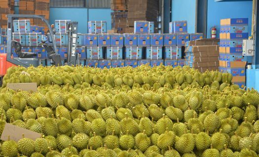 Sau Lào, Campuchia, thêm một đối thủ sầu riêng chuẩn bị gia nhập thị trường Trung Quốc: Diện tích bằng 1/8 so với Việt Nam, dự kiến xuất khẩu từ 2026 - Ảnh 1.
