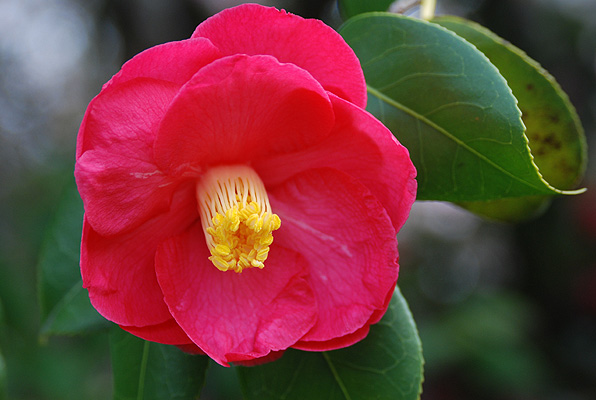 Loại cây là biểu tượng của vượng tài, sung túc: Nhiều nhà trồng mà không biết nó còn là thuốc- Ảnh 4.