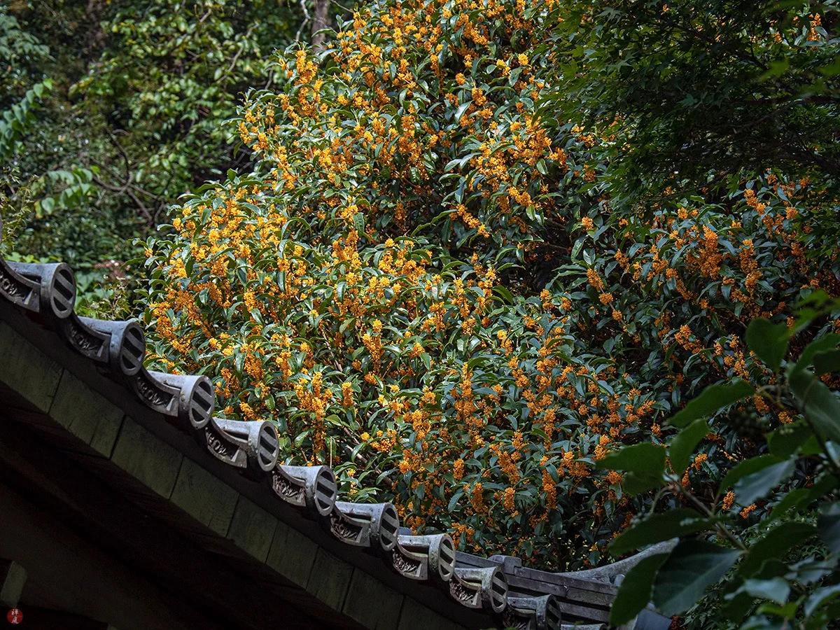 Sân nhà trồng 3 loại cây này: Càng trồng càng thấy nhà ấm, lộc về kín cổng- Ảnh 25.