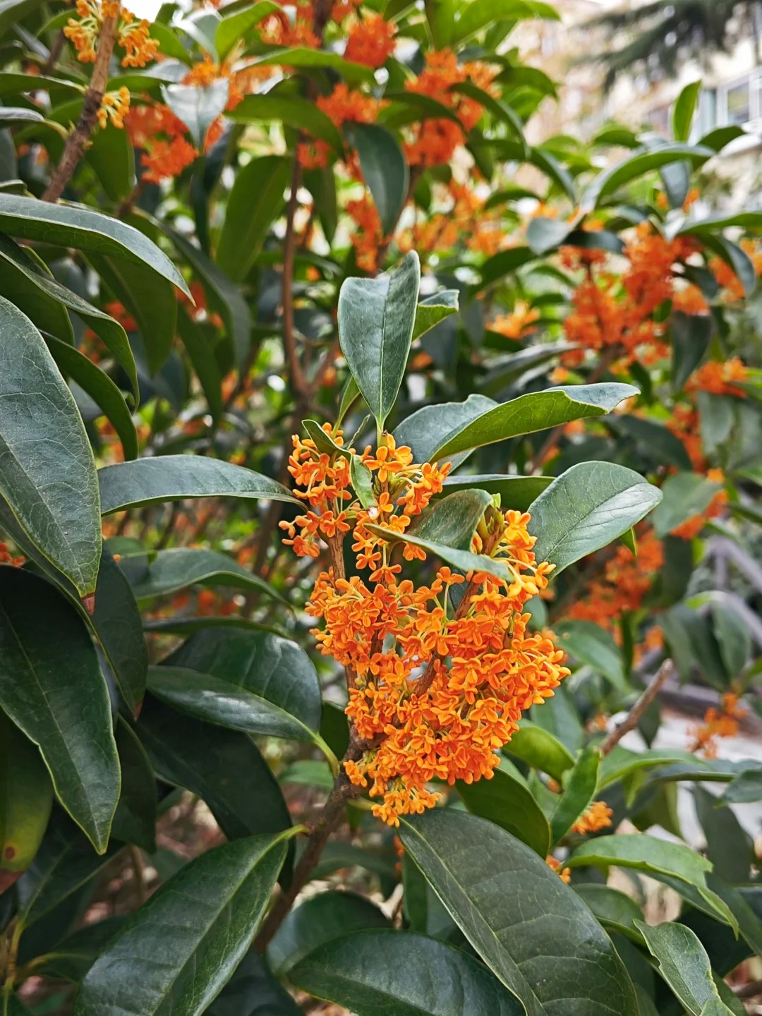 Sân nhà trồng 3 loại cây này: Càng trồng càng thấy nhà ấm, lộc về kín cổng- Ảnh 20.