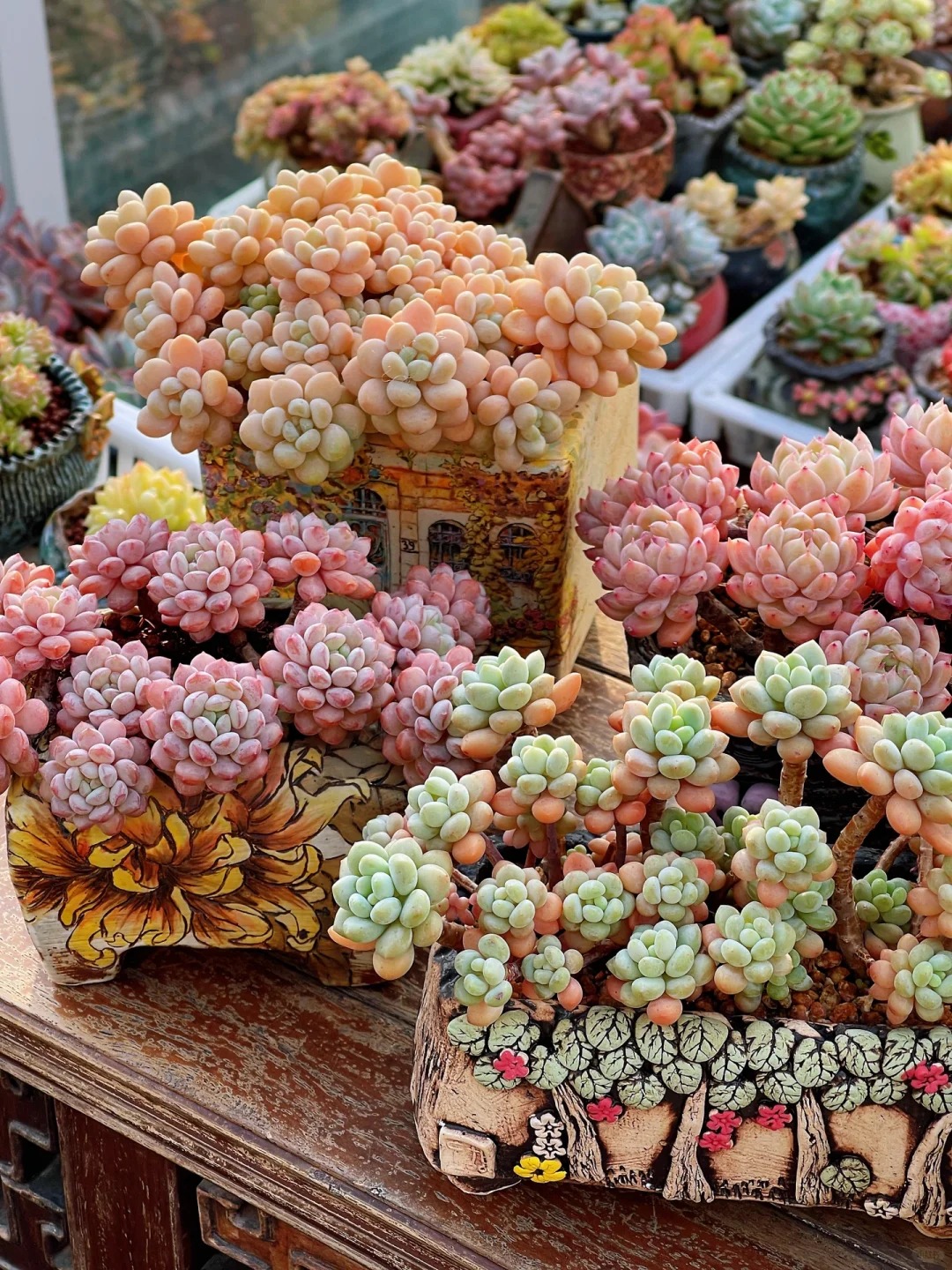 Trồng sen đá, xương rồng là tụ tài hay phá tài? Câu trả lời không chỉ nằm ở cái chậu cây- Ảnh 2. Trồng sen đá, xương rồng là tụ tài hay phá tài? Câu trả lời không chỉ nằm ở cái chậu cây- Ảnh 2.