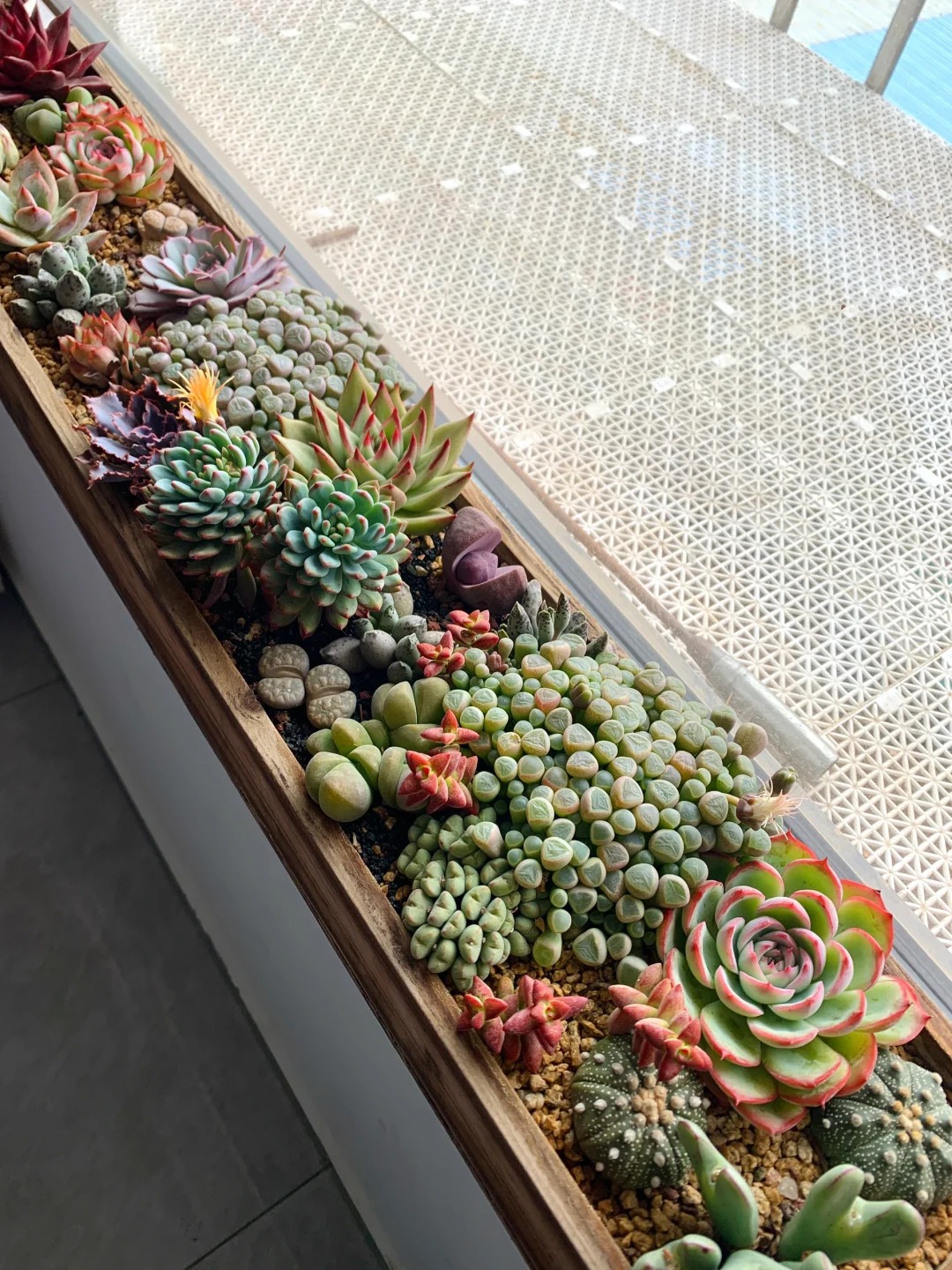 Trồng sen đá, xương rồng là tụ tài hay phá tài? Câu trả lời không chỉ nằm ở cái chậu cây- Ảnh 4. Trồng sen đá, xương rồng là tụ tài hay phá tài? Câu trả lời không chỉ nằm ở cái chậu cây- Ảnh 4.