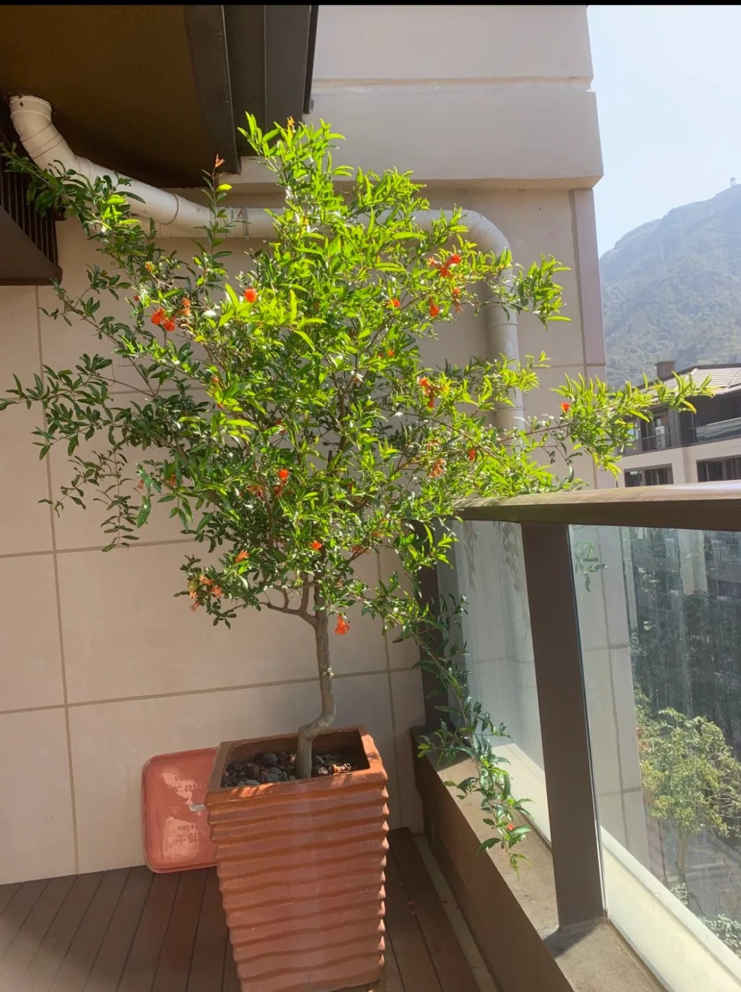 Sân nhà trồng 3 loại cây này: Càng trồng càng thấy nhà ấm, lộc về kín cổng- Ảnh 17.