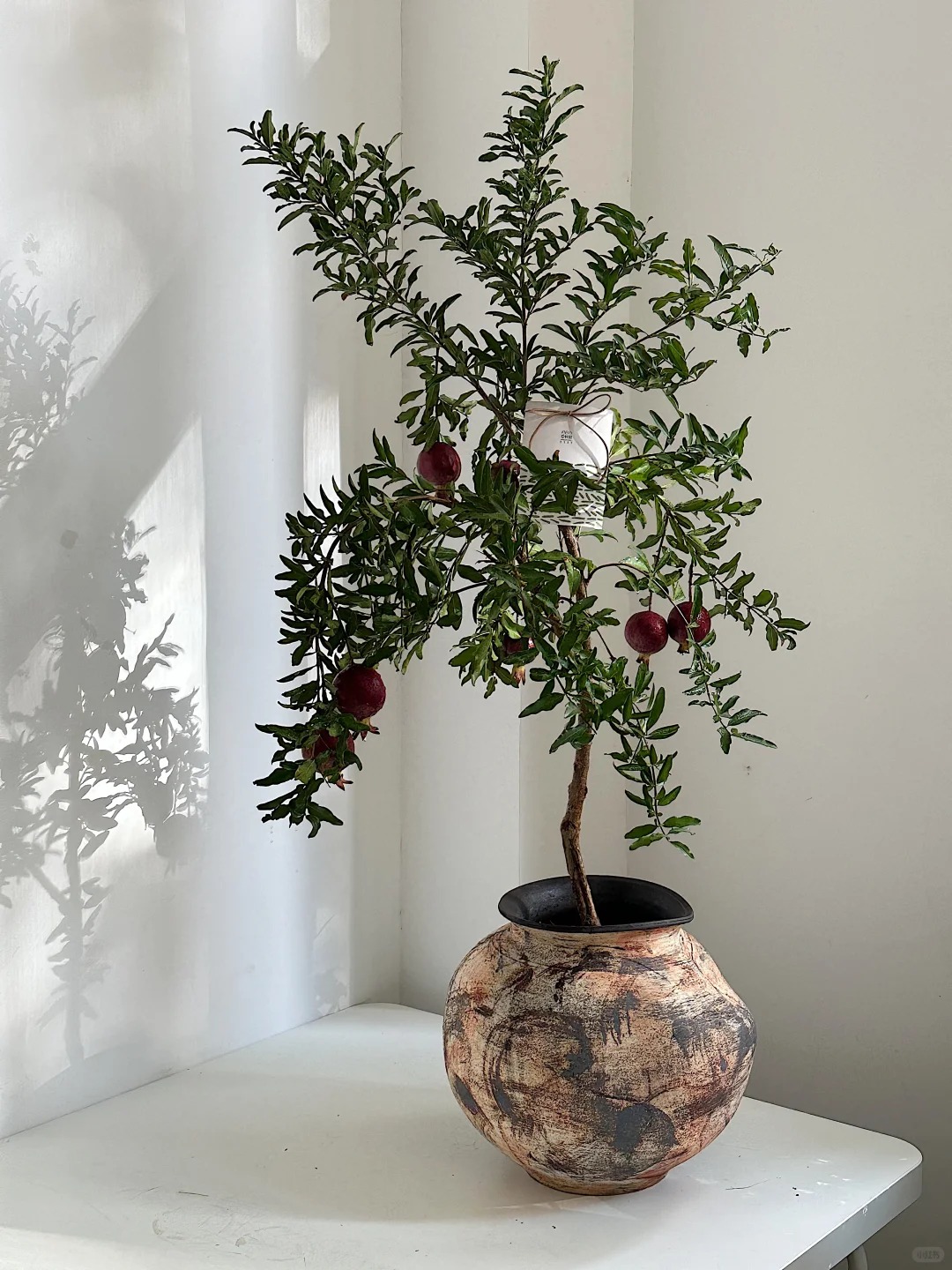 Sân nhà trồng 3 loại cây này: Càng trồng càng thấy nhà ấm, lộc về kín cổng- Ảnh 14.