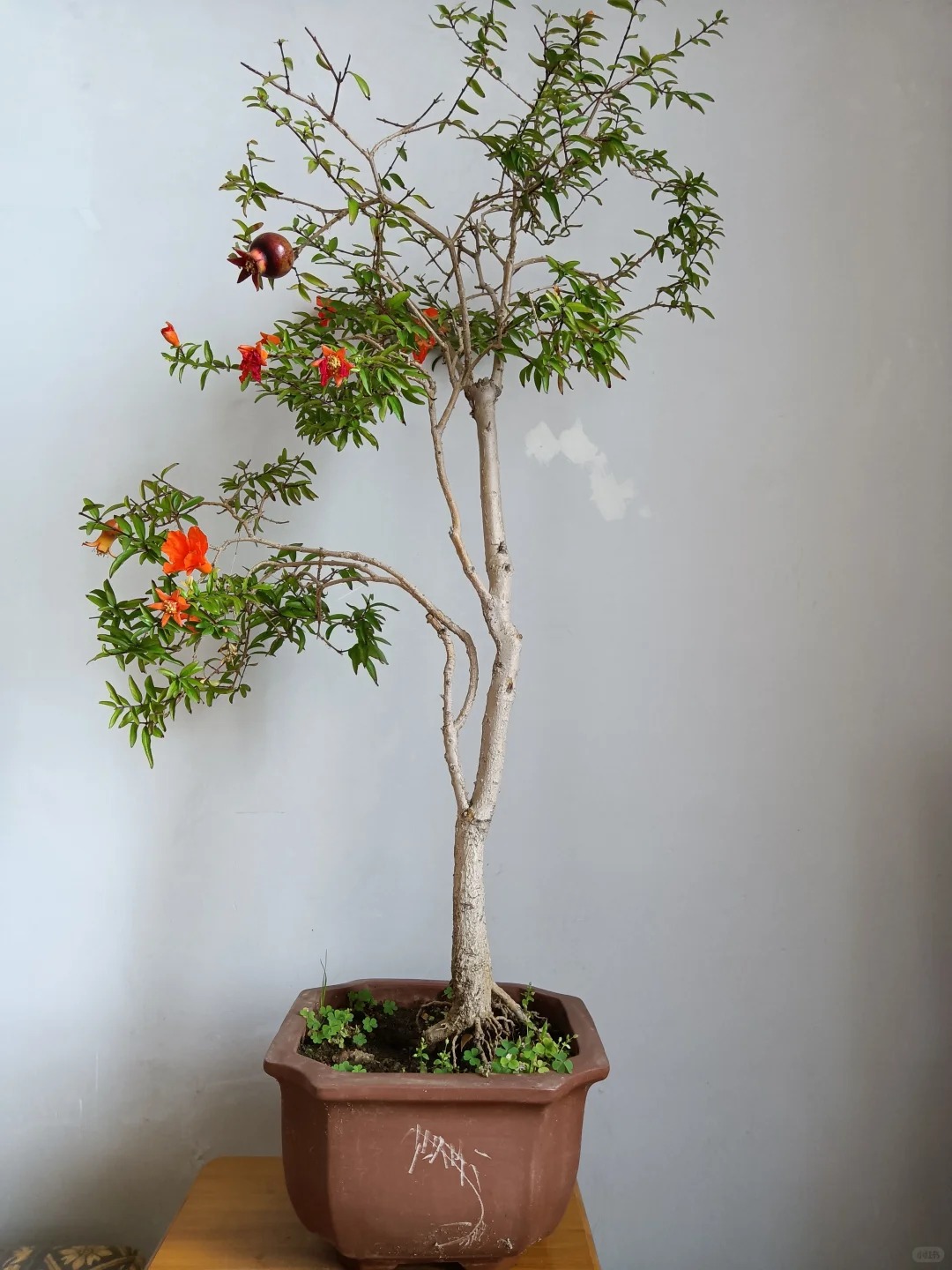 Sân nhà trồng 3 loại cây này: Càng trồng càng thấy nhà ấm, lộc về kín cổng- Ảnh 16.