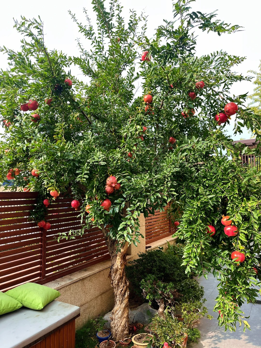 Sân nhà trồng 3 loại cây này: Càng trồng càng thấy nhà ấm, lộc về kín cổng- Ảnh 10.