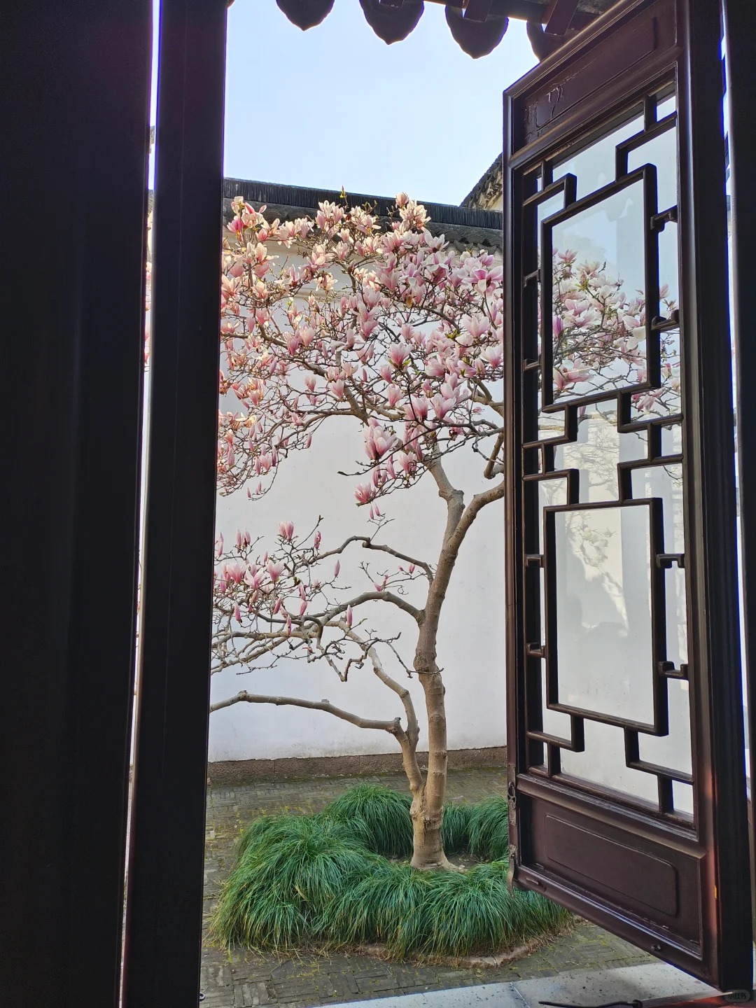 Sân nhà trồng 3 loại cây này: Càng trồng càng thấy nhà ấm, lộc về kín cổng- Ảnh 5.