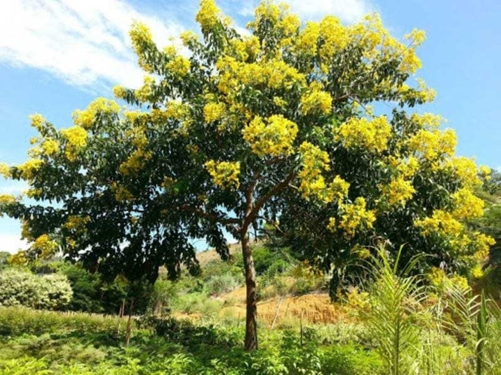 Những loại c&acirc;y cho b&oacute;ng m&aacute;t, &iacute;t rụng l&aacute; th&iacute;ch hợp trồng trước nh&agrave;- Ảnh 1.