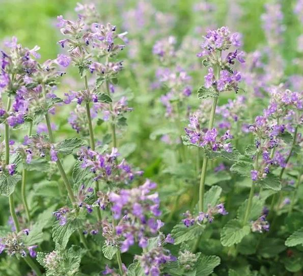 4 loại hoa là "kẻ thù truyền kiếp" của chuột- Ảnh 4. 4 loại hoa là "kẻ thù truyền kiếp" của chuột- Ảnh 4.