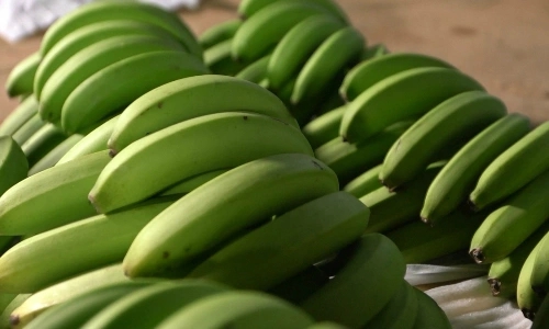 Nông dân đổi đời nhờ loại cây được thương lái săn mua từ lá đến quả: Lãi gần 1 tỷ/năm- Ảnh 3. Nông dân đổi đời nhờ loại cây được thương lái săn mua từ lá đến quả: Lãi gần 1 tỷ/năm- Ảnh 3.