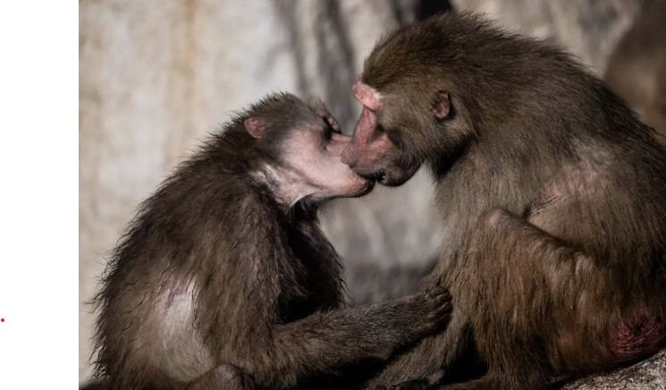 Nụ hôn có từ bao giờ?- Ảnh 1.