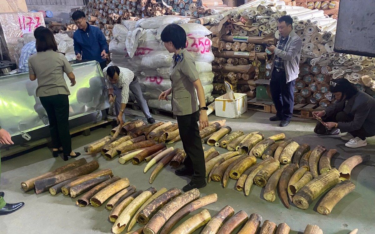 Việt Nam tiêu huỷ nhiều tấn ngà voi, vảy tê tê, xương sư tử- Ảnh 7.