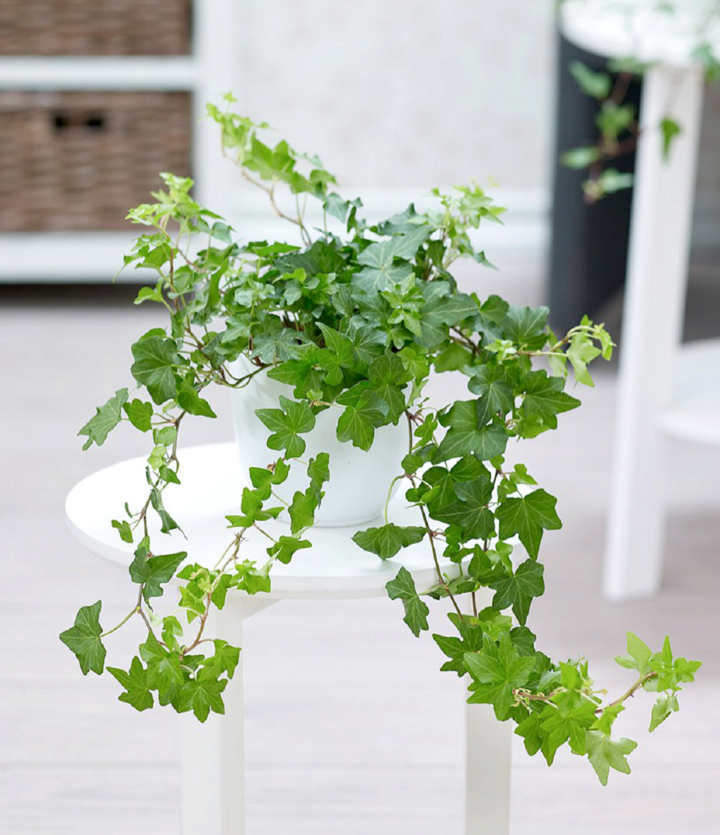 7 loại cây cảnh vừa có ý nghĩa phong thuỷ vừa là máy lọc không khí- Ảnh 1.