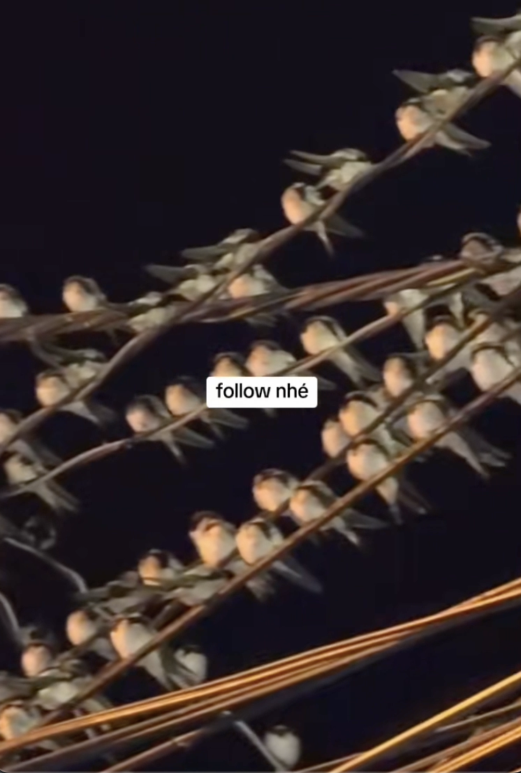 Ngành chức năng nói gì hiện tượng hàng ngàn con chim én đậu chằng chịt trên dây điện ở Cần Thơ?- Ảnh 2. Ngành chức năng nói gì hiện tượng hàng ngàn con chim én đậu chằng chịt trên dây điện ở Cần Thơ?- Ảnh 2.