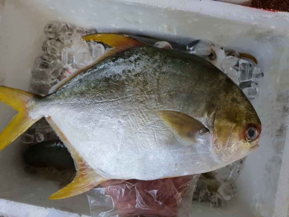5 loại cá thịt dày, ít xương, bổ như tổ yến: Ra chợ thấy thì nhắm mắt MUA NGAY- Ảnh 2.