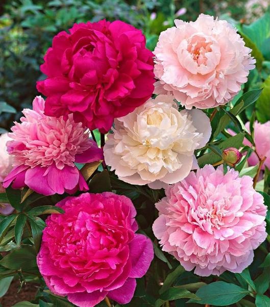 5 loài hoa không nên thắp hương trên bàn thờ gia tiên - Ảnh 2.