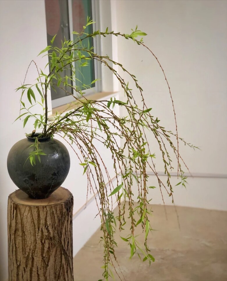 4 cây càng trồng càng rước họa, nhiều nhà vô tình phạm mà không biết- Ảnh 2. 4 cây càng trồng càng rước họa, nhiều nhà vô tình phạm mà không biết- Ảnh 2.