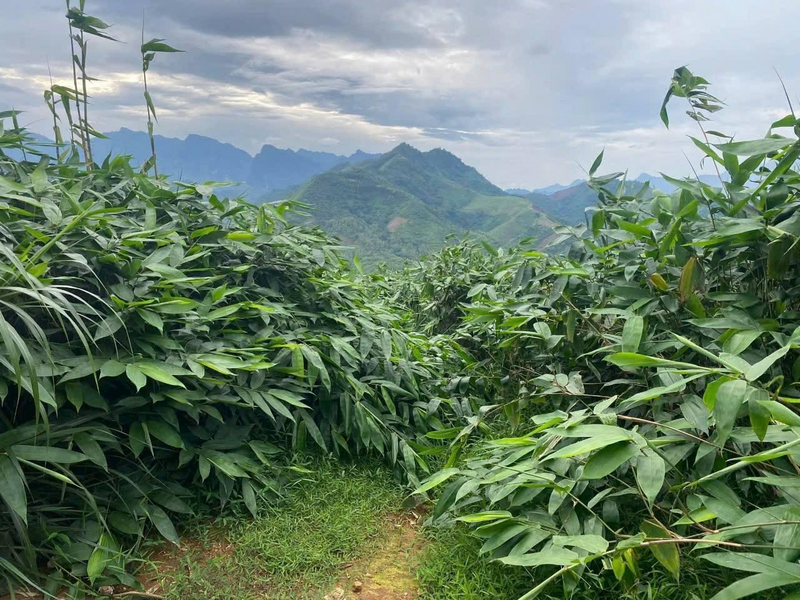 Loại cây dại trồng chỉ lấy lá giúp người dân đổi đời: Mỏ “vàng xanh” cuối cùng cũng được khai thác- Ảnh 2.