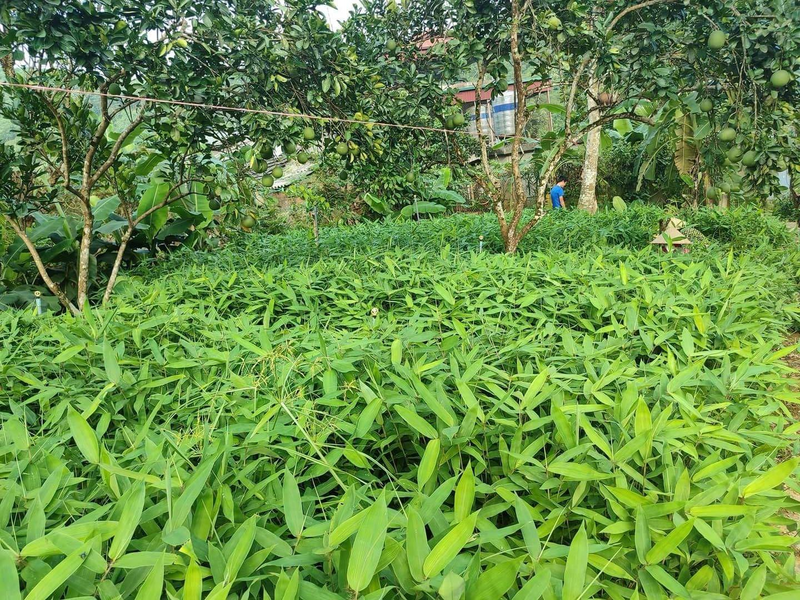 Loại cây dại trồng chỉ lấy lá giúp người dân đổi đời: Mỏ “vàng xanh” cuối cùng cũng được khai thác- Ảnh 1.