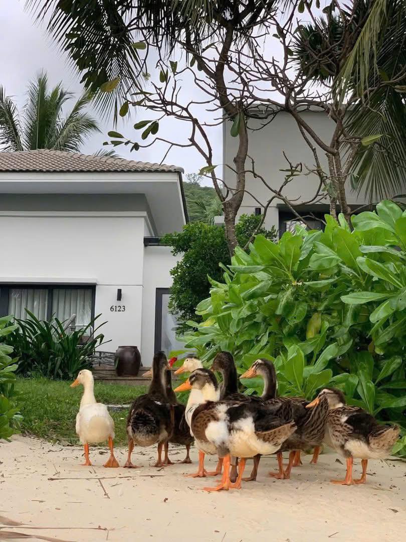 Đàn vịt bị lũ cuốn ở Nha Trang 