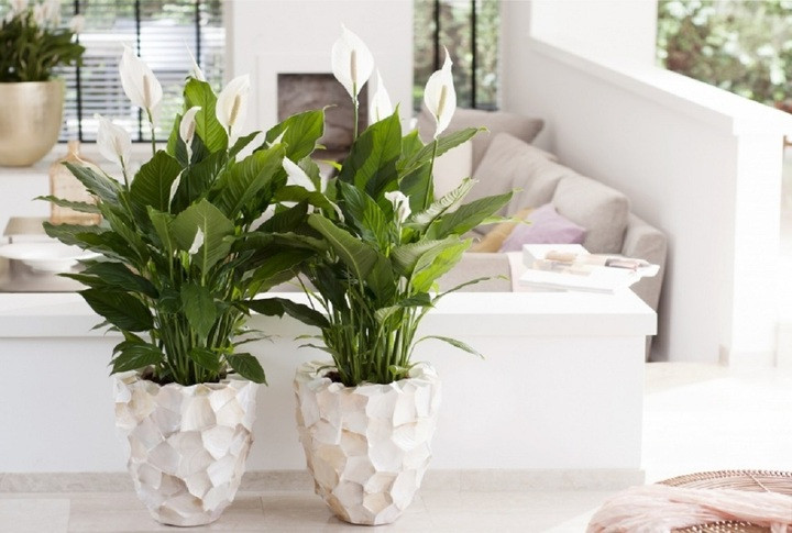 7 loại cây cảnh vừa có ý nghĩa phong thuỷ vừa là máy lọc không khí- Ảnh 2.