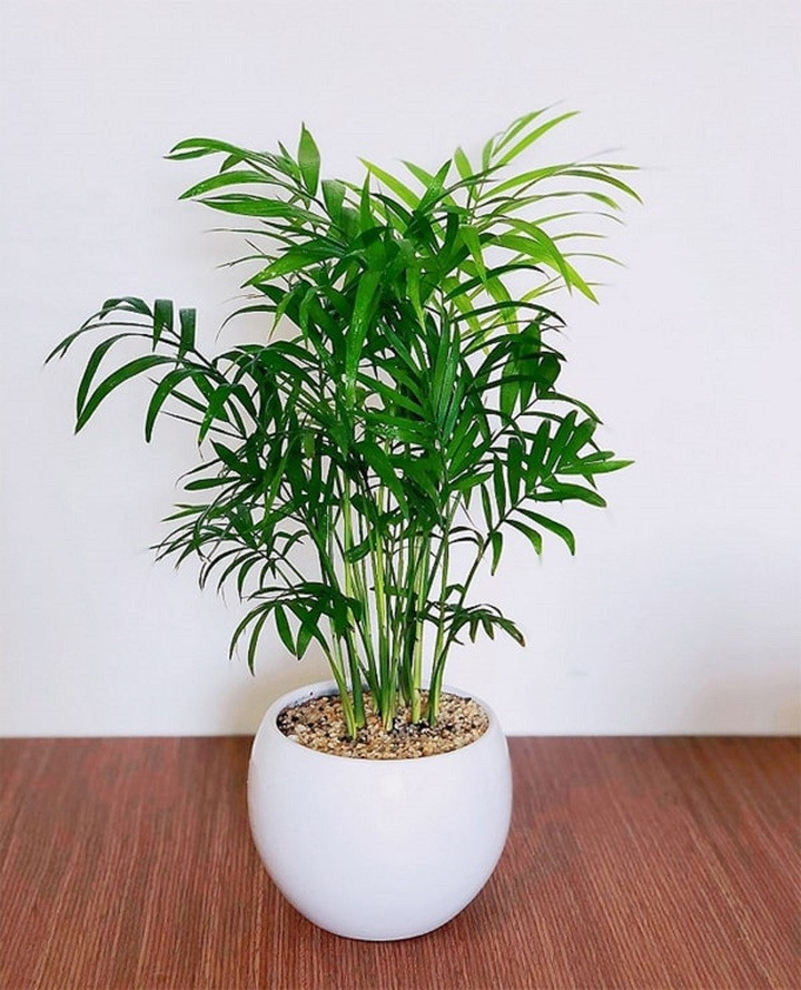 7 loại cây cảnh vừa có ý nghĩa phong thuỷ vừa là máy lọc không khí- Ảnh 3.