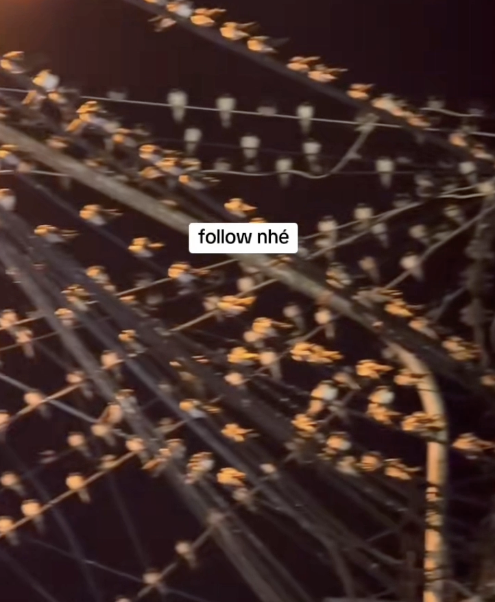 Ngành chức năng nói gì hiện tượng hàng ngàn con chim én đậu chằng chịt trên dây điện ở Cần Thơ?- Ảnh 1. Ngành chức năng nói gì hiện tượng hàng ngàn con chim én đậu chằng chịt trên dây điện ở Cần Thơ?- Ảnh 1.