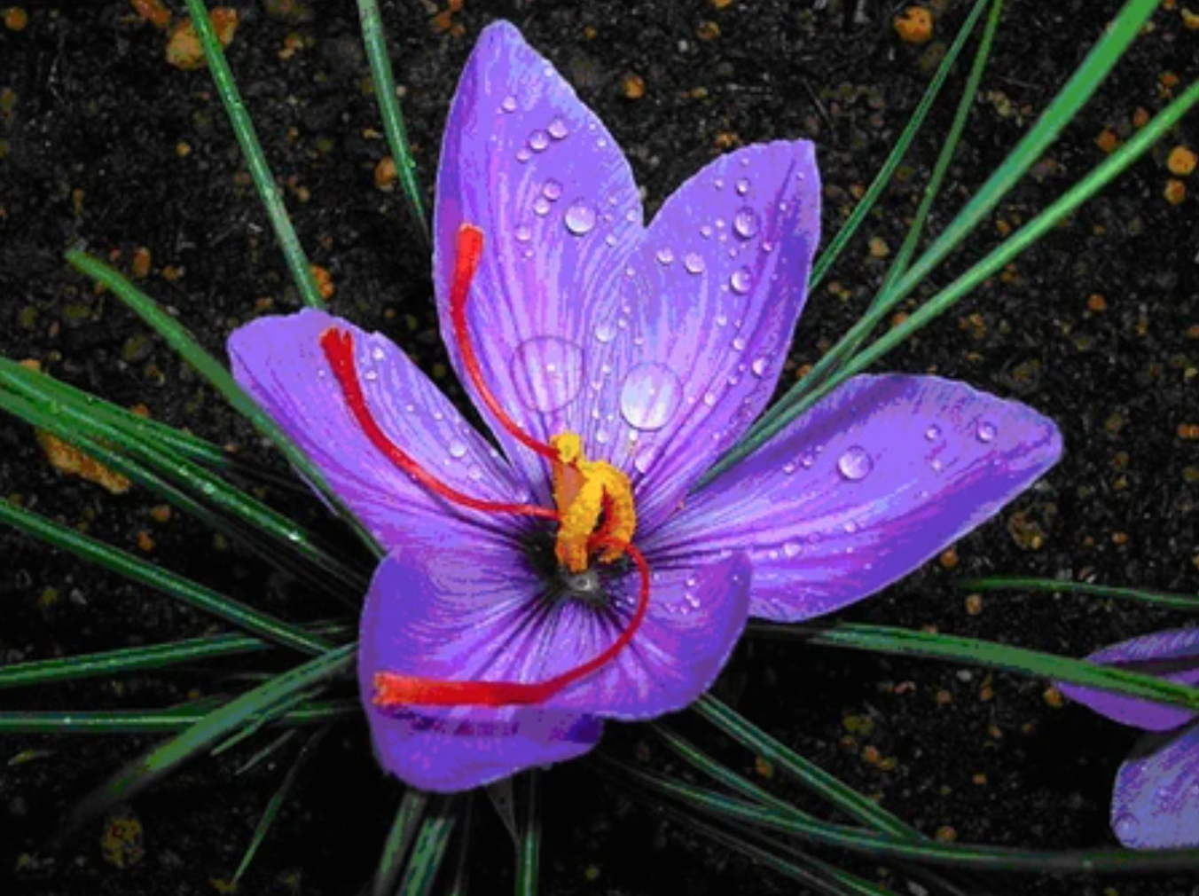 Mẹo khử m&ugrave;i tanh khi nấu canh c&aacute;: Biết l&agrave;m th&igrave; c&oacute; th&agrave;nh phẩm đậm đ&agrave;, ngon như "đặc sản"- Ảnh 2.