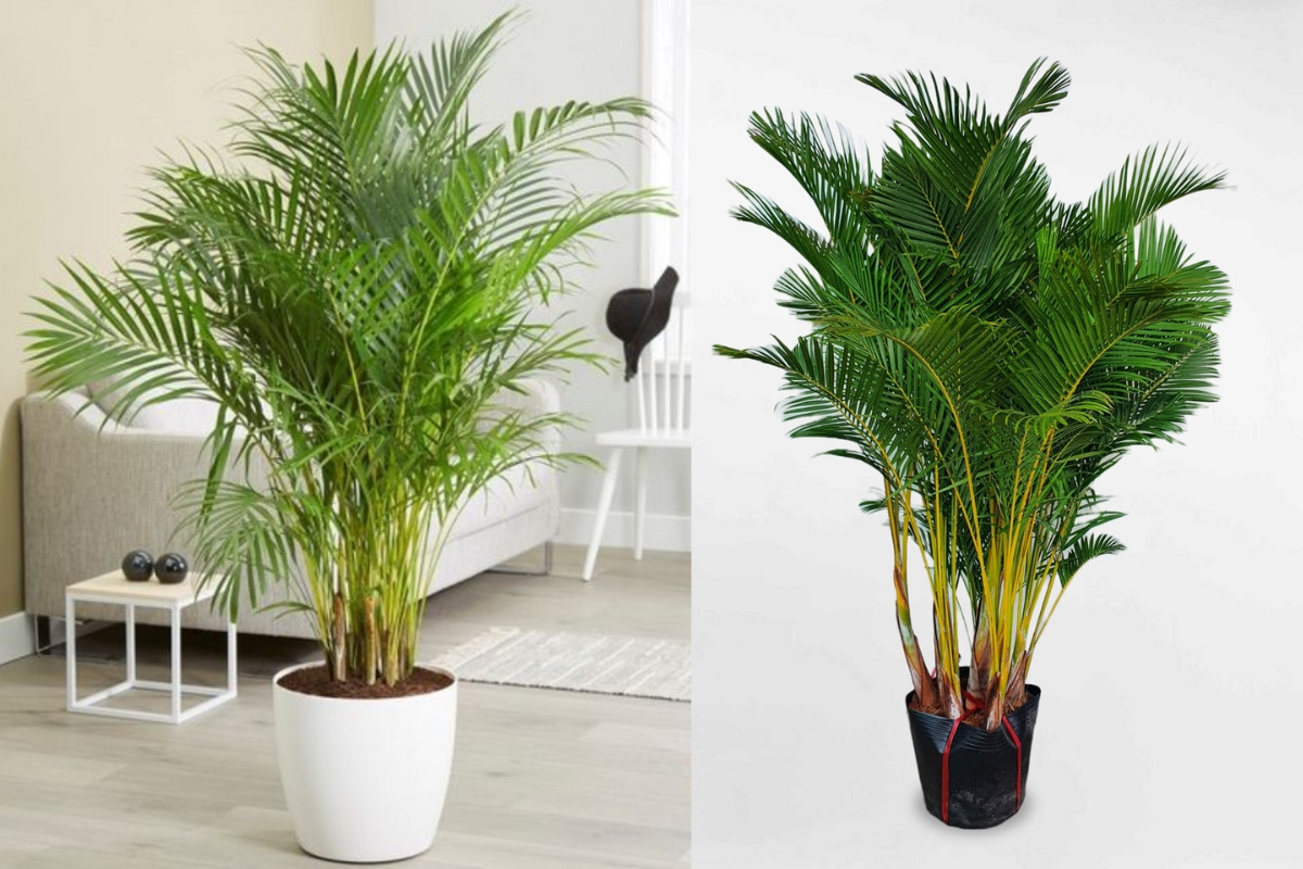 4 món đồ nhà nào cũng có nhưng vô tình “chặn tài, cản lộc” ngay lối đi- Ảnh 2. 4 món đồ nhà nào cũng có nhưng vô tình “chặn tài, cản lộc” ngay lối đi- Ảnh 2.