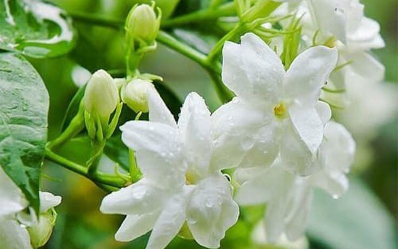 5 loài hoa không nên thắp hương trên bàn thờ gia tiên - Ảnh 1.