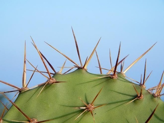 4 cây càng trồng càng rước họa, nhiều nhà vô tình phạm mà không biết- Ảnh 1. 4 cây càng trồng càng rước họa, nhiều nhà vô tình phạm mà không biết- Ảnh 1.