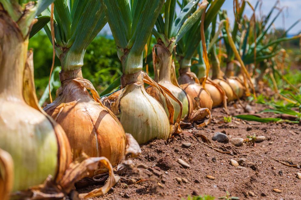 5 loại cây là "vũ khí" đuổi chuột cực mạnh: Trồng có chiến lược thì chẳng lo chúng cắn phá- Ảnh 2.