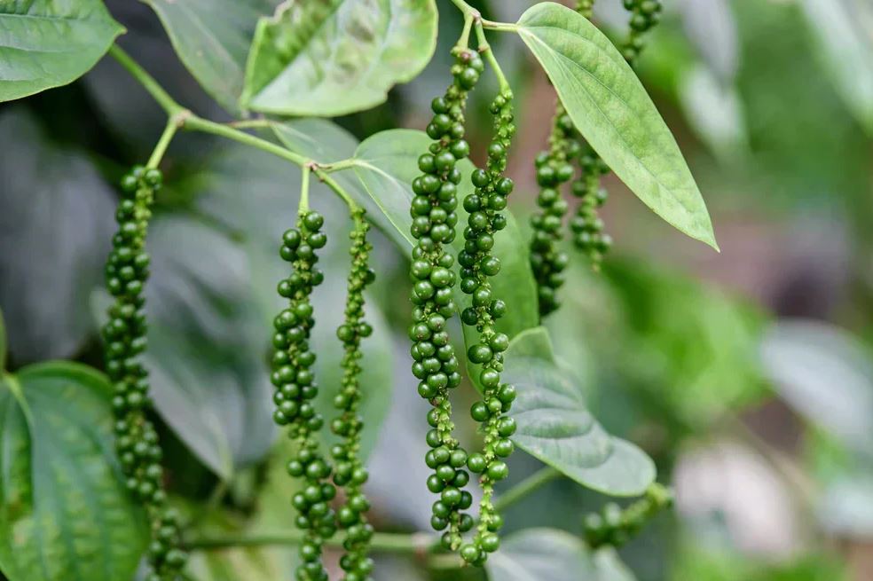 5 loại cây là "vũ khí" đuổi chuột cực mạnh: Trồng có chiến lược thì chẳng lo chúng cắn phá- Ảnh 4.