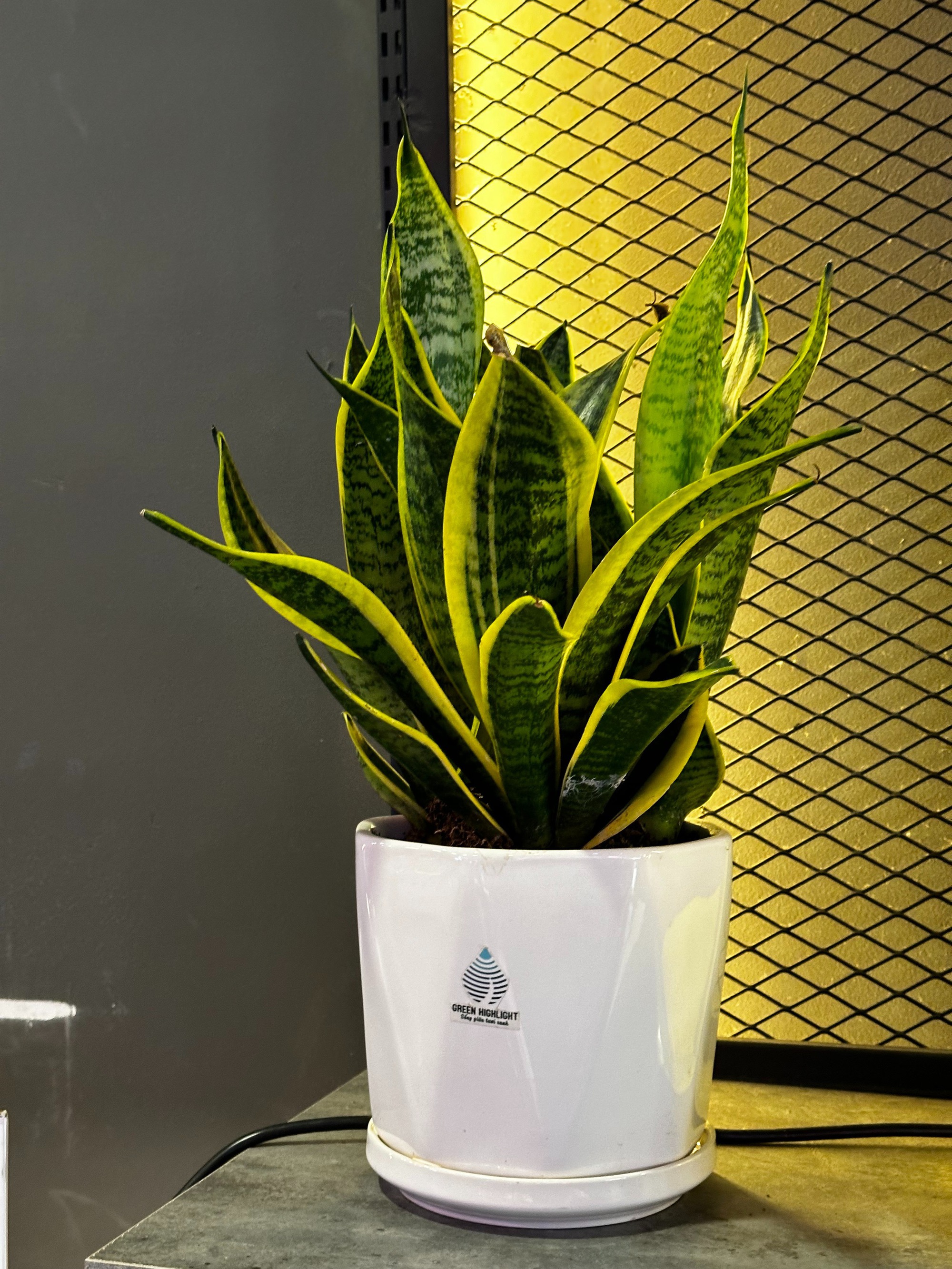 4 cây càng trồng càng rước họa, nhiều nhà vô tình phạm mà không biết- Ảnh 3. 4 cây càng trồng càng rước họa, nhiều nhà vô tình phạm mà không biết- Ảnh 3.