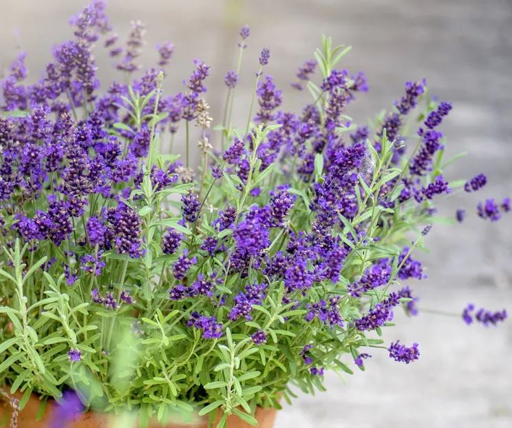 5 loại cây là "vũ khí" đuổi chuột cực mạnh: Trồng có chiến lược thì chẳng lo chúng cắn phá- Ảnh 3.