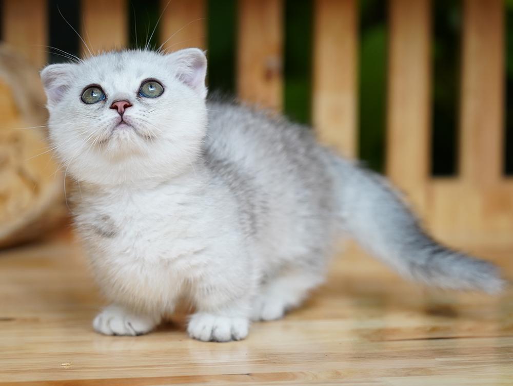 M&egrave;o Anh l&ocirc;ng ngắn &ndash; &ldquo;b&eacute; b&aacute;nh bao&rdquo; đang chiếm tr&aacute;i tim người trẻ S&agrave;i G&ograve;n- Ảnh 2.