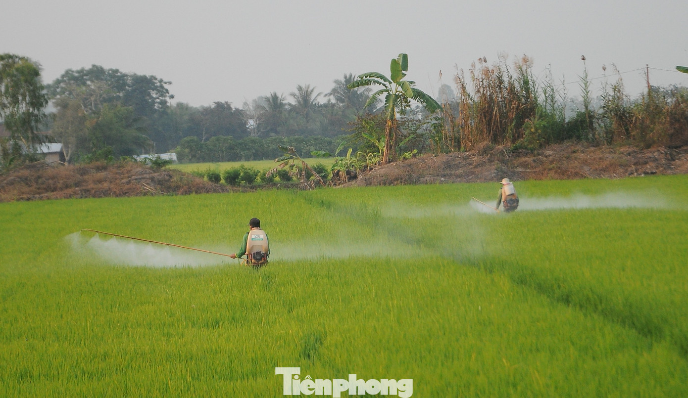 Sức khỏe đất suy yếu, chuyên gia bàn giải pháp cứu Đồng bằng sông Cửu Long- Ảnh 4.